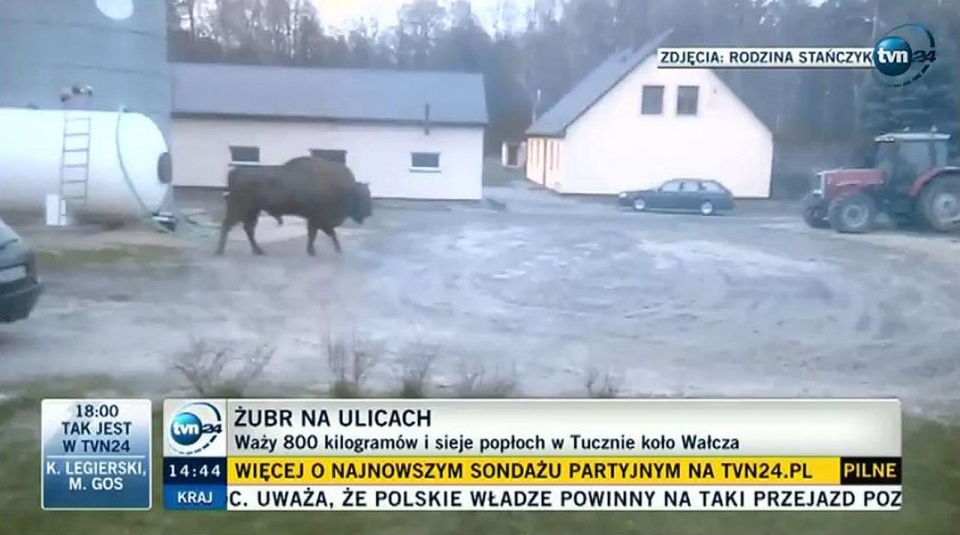 800-kilogramowy żubr spaceruje po podwórkach Tuczna na wschodzie województwa, niszczy uprawy, wyjada resztki ze śmietnika i coraz śmielej podchodzi do domów. Fot. tvn24.pl