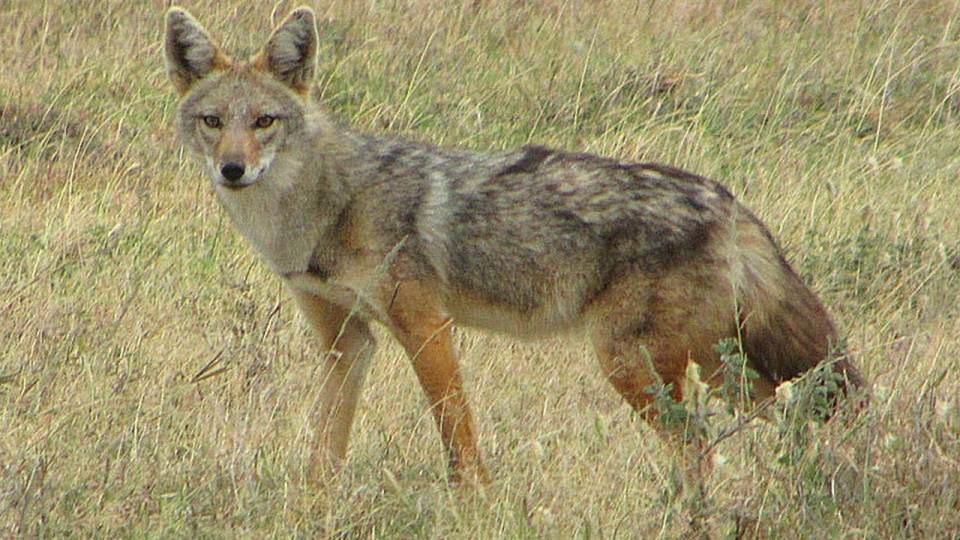 Szakale pojawiły się w Polsce - informują naukowcy z Polskiej Akademii Nauk. Fot. www.wikipedia.org/D. Gordon E. Robertson