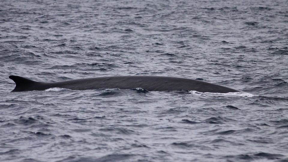 Finwal występuje we wszystkich oceanach. Jest drugim co do wielkości zwierzęciem na Ziemi. Fot. www.wikipedia.org / dfaulder