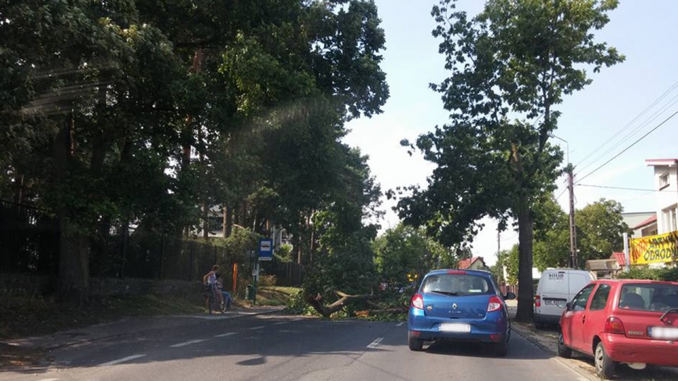 Drzewo blokuje ulicę Koralową w Szczecinie. Fot. Hubert Grygielewicz