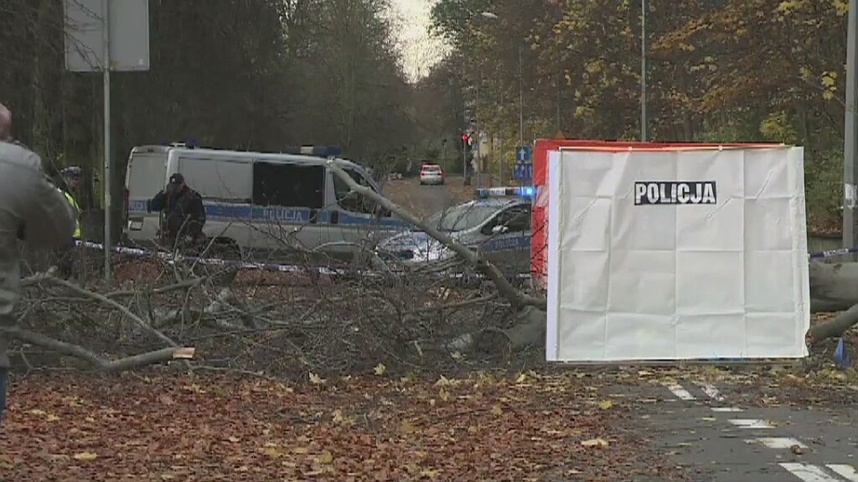 Do najtragiczniejszego zdarzenia doszło rano w niedzielę w Sopocie. Upadające drzewo przygniotło dwie kobiety. 34-latka zmarła, jej matka w stanie ciężkim trafiła do szpitala. Fot. TVN24/x-news