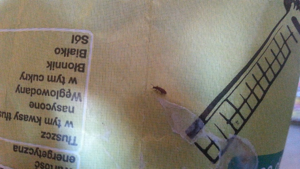 Kilkadziesiąt robaków w mące pszennej. Taką niespodziankę przyniósł do domu - prosto ze sklepu Real w szczecińskim Galaxy - jeden z klientów. Fot. Archiwum prywatne