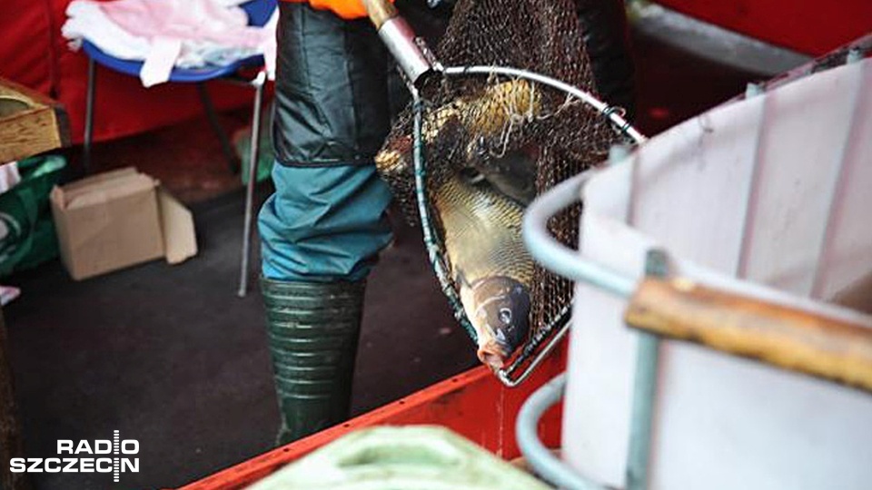 Ryb może być o jedną piątą mniej niż w ubiegłych latach, a cena za kilogram karpia może podskoczyć o kilka złotych. Fot. Łukasz Szełemej [Radio Szczecin/Archiwum]