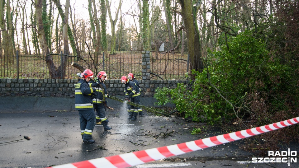 Ulica Walecznych w Zdrojach zablokowana przez leżące drzewo. Fot. Konrad Nowak [Radio Szczecin]
