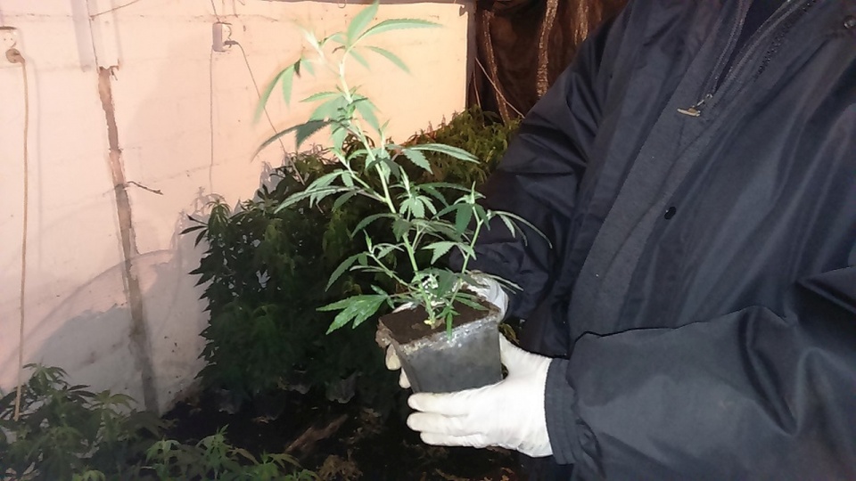 Policjanci ze Stargardu zlikwidowali plantację konopi indyjskich. Fot. Mat. Policji