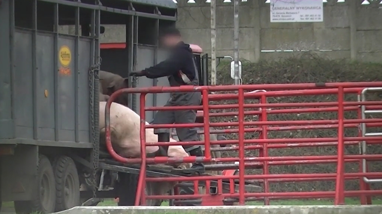 Aktywiści domagają się kar bezwzględnego więzienia za znęcanie się nad zwierzętami