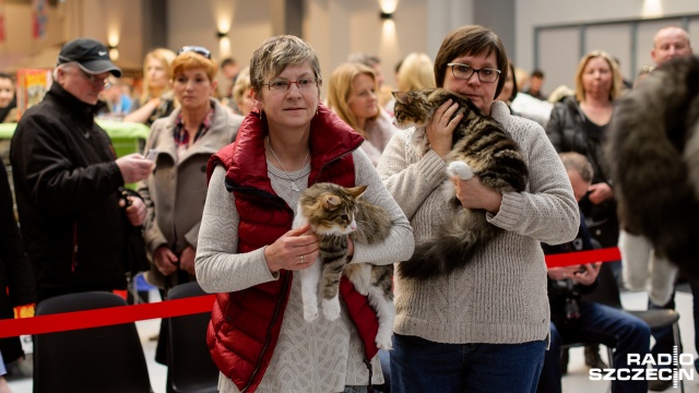 W międzynarodowej wystawie kotów rasowych w hali MTS można oglądać 400 przedstawicieli najróżniejszych kocich ras. Fot. Konrad Nowak [Radio Szczecin] Kocia arystokracja z całego świata prezentuje się w Szczecinie [WIDEO, ZDJĘCIA]