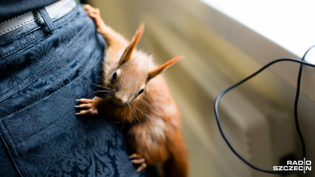 Niedawno do Dzikiej Ostoi trafiła też młodziutka wiewiórka. Fot. Konrad Nowak [Radio Szczecin] Małe zające uratowane przez szczecińską fundację [WIDEO, ZDJĘCIA]