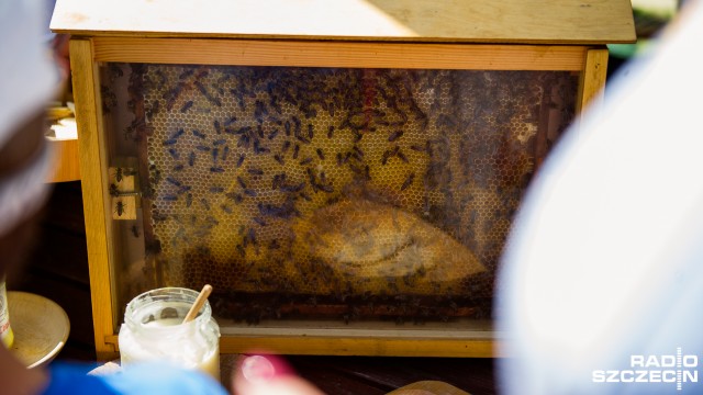 Dzień Pszczoły w Szczecinie. Fot. Konrad Nowak [Radio Szczecin] Piknik nad jeziorkiem Słonecznym. W roli głównej: pszczoła [WIDEO, ZDJĘCIA]