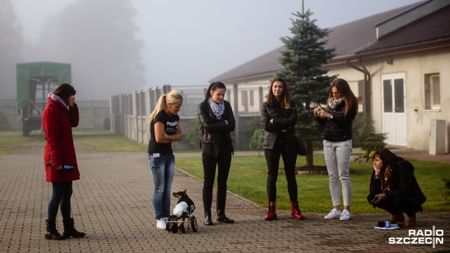 Kundelek Tom znalazł nowy dom. Fot. Konrad Nowak [Radio Szczecin] Sparaliżowany kundelek spod Gryfic znalazł rodzinę za oceanem [WIDEO, ZDJĘCIA]