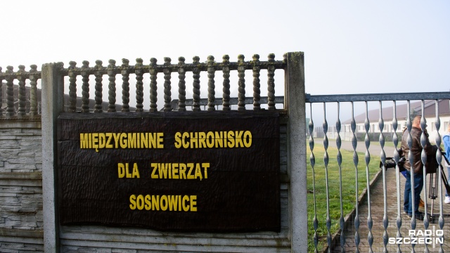 Kundelek Tom znalazł nowy dom. Fot. Konrad Nowak [Radio Szczecin] Sparaliżowany kundelek spod Gryfic znalazł rodzinę za oceanem [WIDEO, ZDJĘCIA]