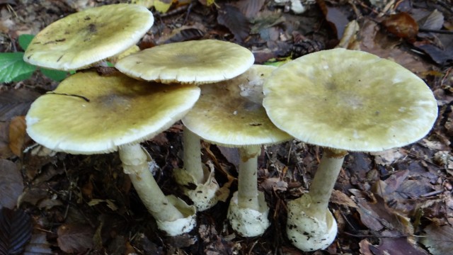 Pierwsze zatrucia muchomorem