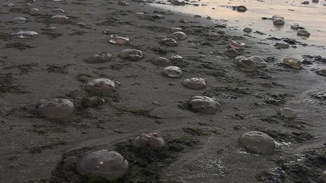 Ciepła woda w Bałtyku sprzyja nie tylko ludziom, ale też meduzom, które wyrzucone przez morze wypełniły plażę w Świnoujściu.