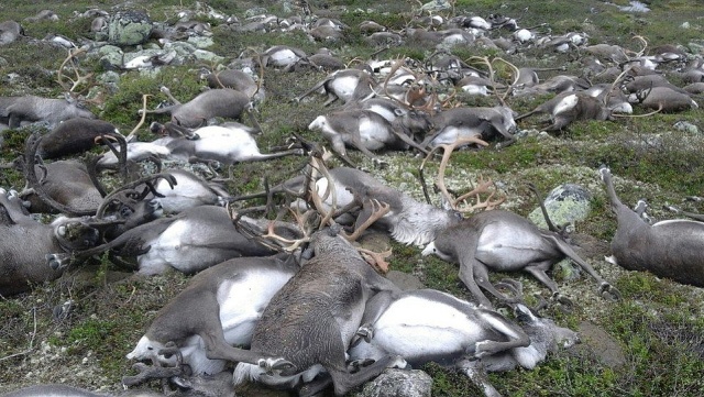 Stado 322 reniferów zginęło w jednym z parków narodowych na płaskowyżu Hardangervidda w południowej Norwegii.