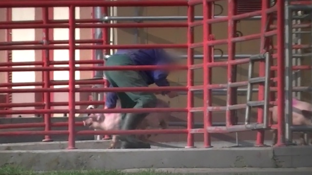 Prokuratura i Wojewódzki Inspektorat Weterynaryjny badają sprawę znęcania się nad zwierzętami w ubojni w Witkowie.