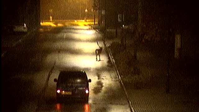 Dorodny Daniel przewędrował w nocy pół miasta. Byka uchwyciły kamery monitoringu miejskiego.