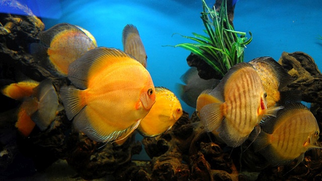 Jest firma chętna by wybudować oceanarium w Świnoujściu - jest też aprobata radnych po wstępnej rozmowie z wykonawcą. Nie ma na razie tylko pieniędzy, a chodzi o dwieście milionów złotych.