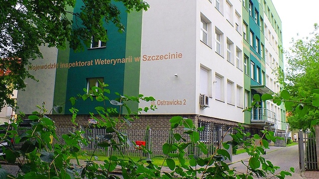 W okolicach Lubczyny i Czarnej Łąki nad jezioriem Dąbie okoliczni mieszkańcy znaleźli w zeszłym tygodniu 50 martwych kaczek. Były zarażone wirusem H5N8.