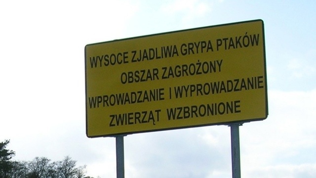 W Europie odnotowano kolejne przypadki ptasiej grypy. Jak donosi portal Onet.pl, zakażone zwierzęta były w Chorwacji, Holandii, Danii i na Węgrzech.