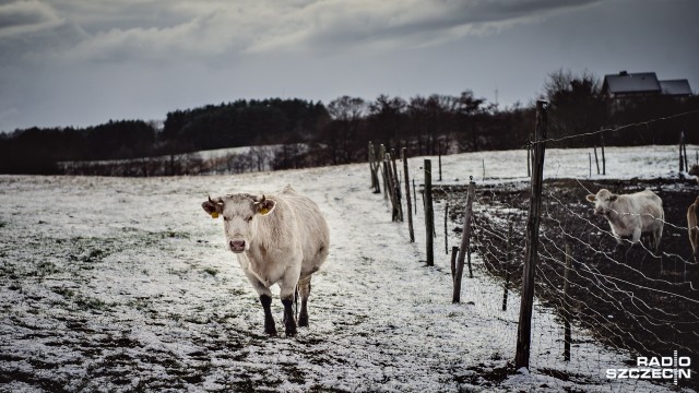 Rolnikom kradną krowy z pastwisk. Tylko w ostatnich miesięcach doszło do kilkunastu takich zdarzeń.