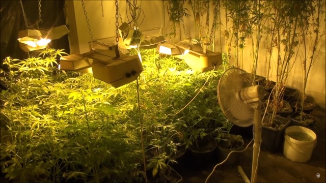 Plantację konopi indyjskich w okolicach Kołobrzegu zlikwidowali strażnicy graniczni.