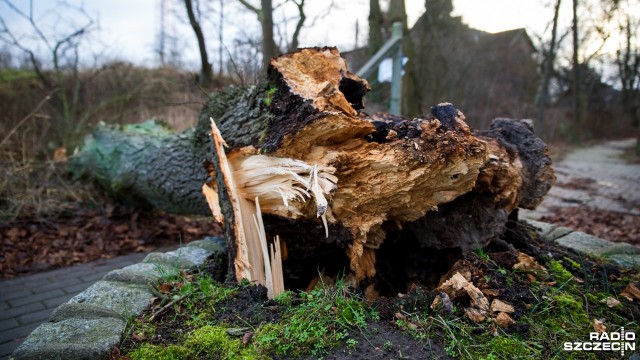 Wichura w regionie. Strażacy mają pełne ręce roboty [ZDJĘCIA]