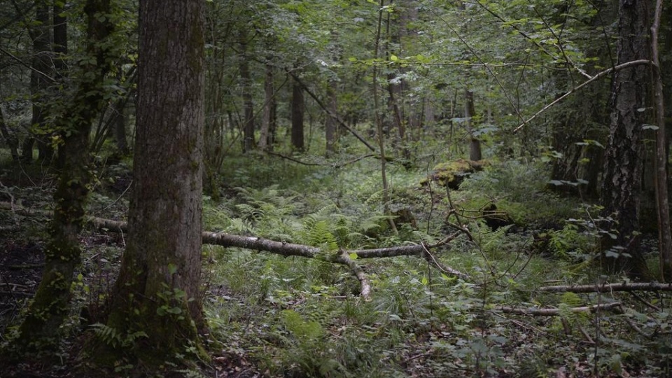 "Wiązy Reskie". Fot. Wydział Ochrony Przyrody i Obszarów NATURA 2000