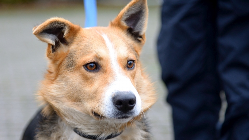 "Klapek" to młody mieszaniec, który przypomina trochę Husky'ego. Fot. Straż Gminna w Dygowie