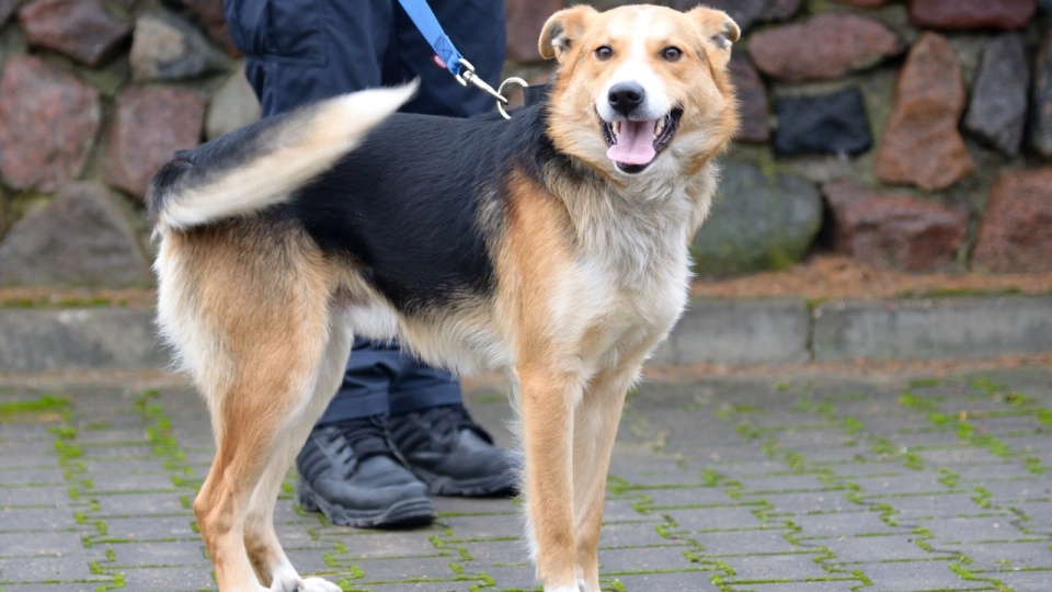 "Klapek" to młody mieszaniec, który przypomina trochę Husky'ego. Fot. Straż Gminna w Dygowie