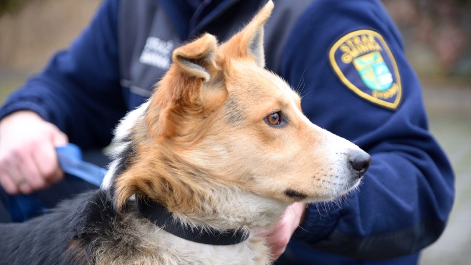 "Klapek" to młody mieszaniec, który przypomina trochę Husky'ego. Fot. Straż Gminna w Dygowie