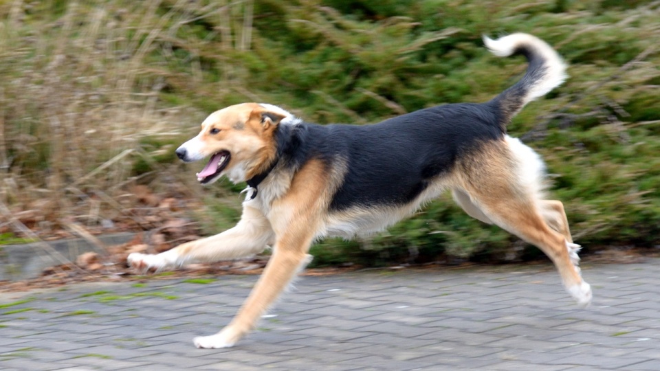 "Klapek" to młody mieszaniec, który przypomina trochę Husky'ego. Fot. Straż Gminna w Dygowie