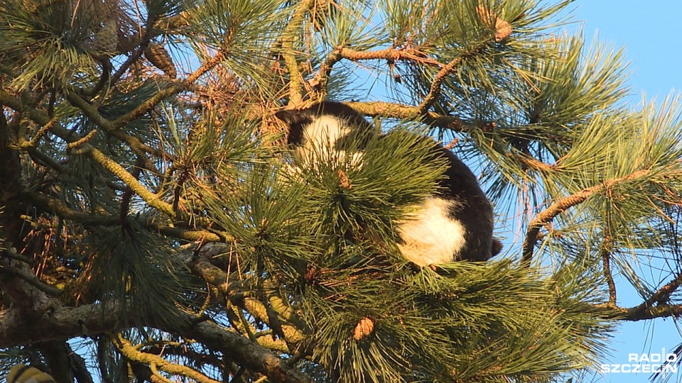 Nasi słuchacze Paweł i Darek uratowali przerażonego kota, który utknął na drzewie 15 metrów nad ziemią. Fot. Piotr Rakowski [Radio Szczecin]