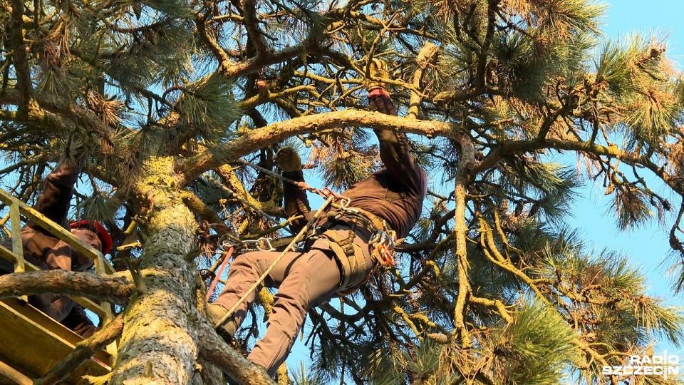 Nasi słuchacze Paweł i Darek uratowali przerażonego kota, który utknął na drzewie 15 metrów nad ziemią. Fot. Piotr Rakowski [Radio Szczecin]
