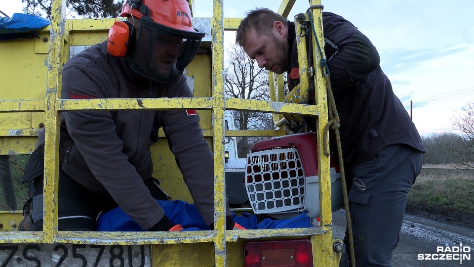 Nasi słuchacze Paweł i Darek uratowali przerażonego kota, który utknął na drzewie 15 metrów nad ziemią. Fot. Piotr Rakowski [Radio Szczecin]
