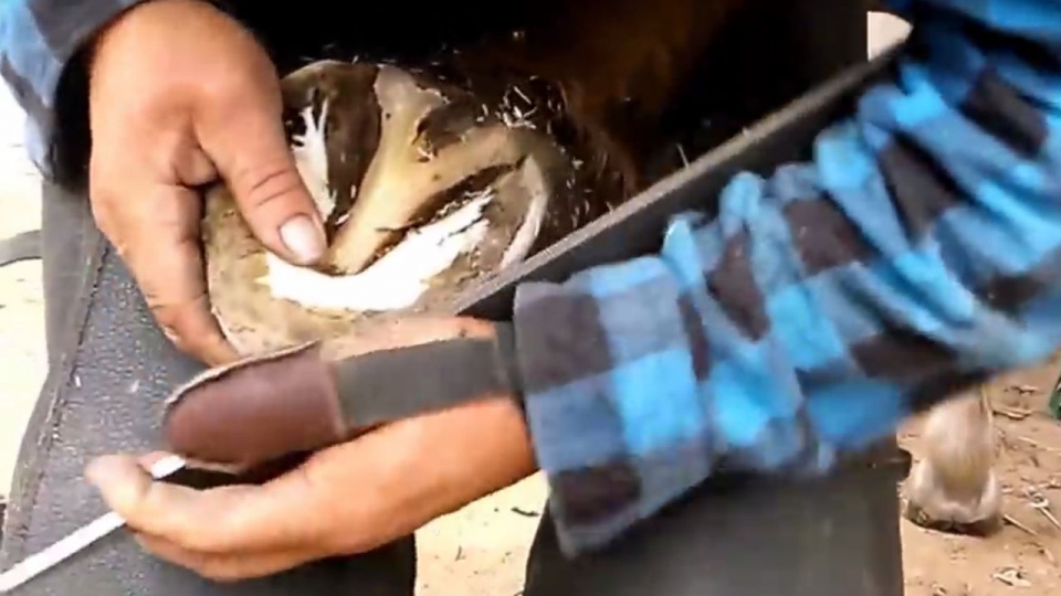 Podkuwanie koni. Fot. youtube.com