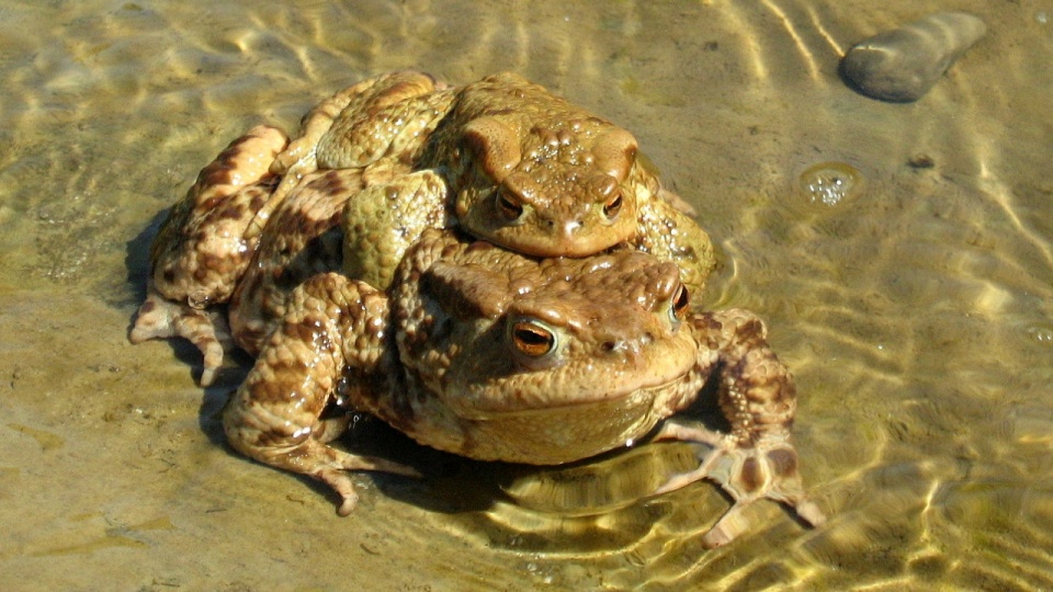 Bufo bufo czyli ropucha szara. Fot. www.wikipedia.org / Bartosz Kosiorek Gang65