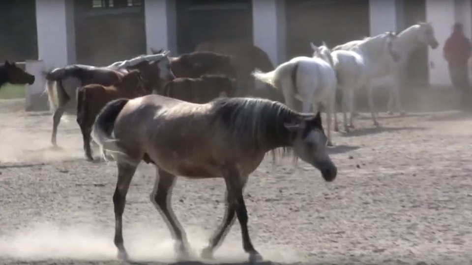 Stadnina koni w Janowie Podlaskim prowadzi chodowlę koni krwi arabskiej. Fot. youtube.com