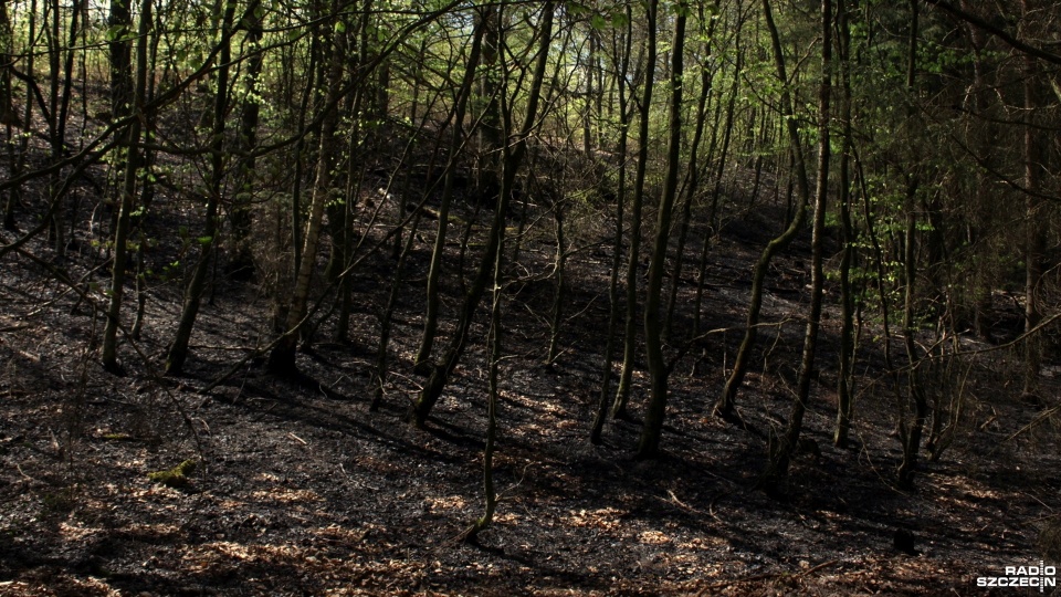 Ogień pochłonął ponad cztery hektary leśnego poszycia. Fot. Adam Wójcik [Radio Szczecin]