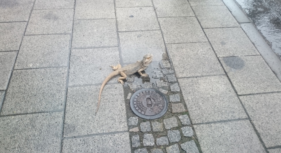 Jaszczurka przy ulicy Bogumiły. Fot. Joanna Maruszczak