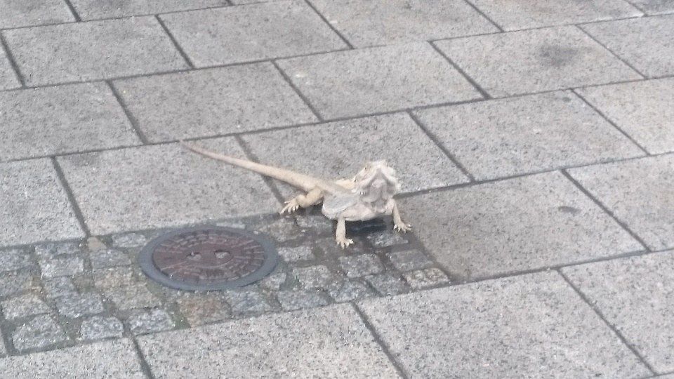 Jaszczurka przy ulicy Bogumiły. Fot. Joanna Maruszczak