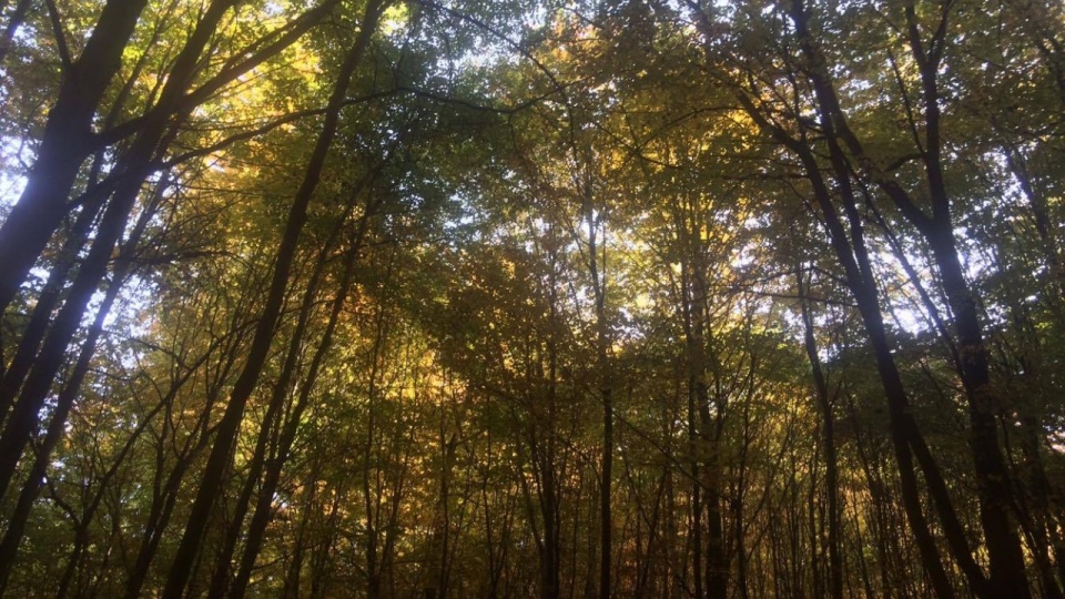 Puszcza Bukowa. Fot. Katarzyna Świerczyńska