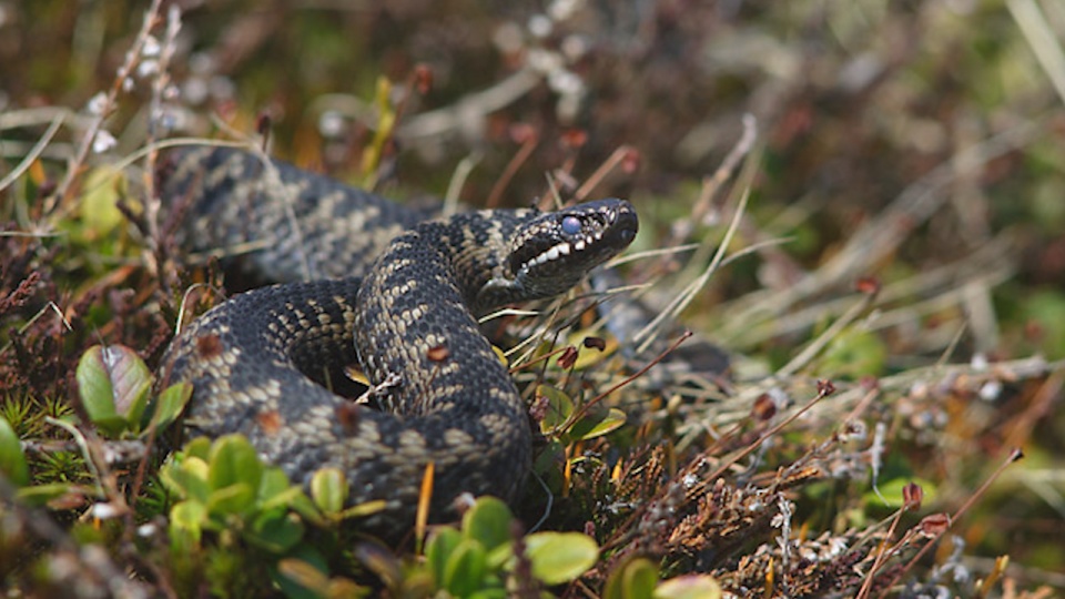 Żmije zygzakowate są jedynymi jadowitymi gadami żyjącymi w Polsce. Są objęte ochroną. Na grzbiecie mają charakterystyczny ciemny zygzak. Fot. www.wikipedia.org / Marek Szczepanek