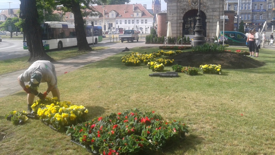 W Szczecinie rozpoczęło się wielkie sadzenie kwiatów. Fot. Zakład Usług Komunalnych w Szczecinie.