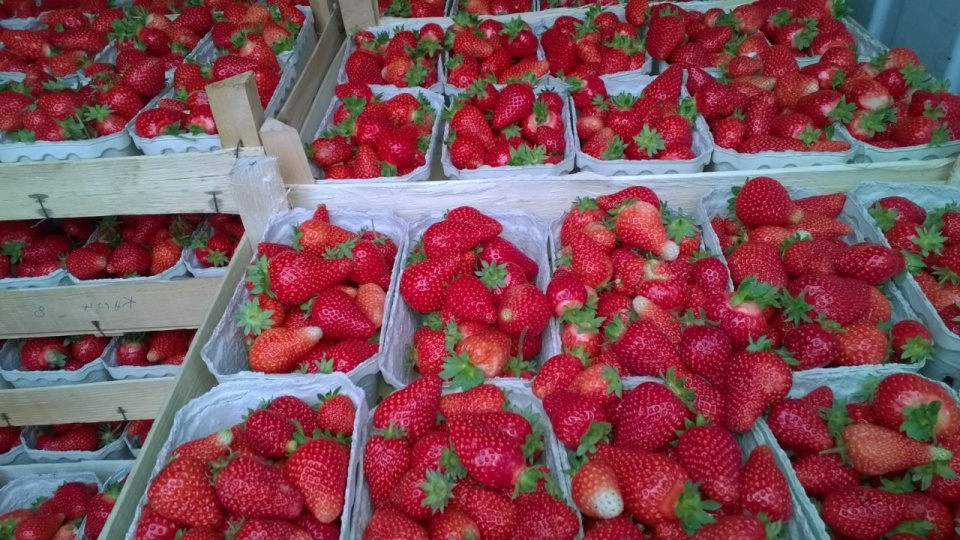 Skutki słabych opadów odczuli już rolnicy, którzy zajmują się uprawą truskawek. Fot. Zdzisław Tararako [Radio Szczecin/Archiwum]