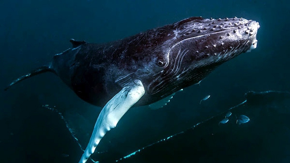 Humbak. Fot. wikimedia.org/Christopher Michel