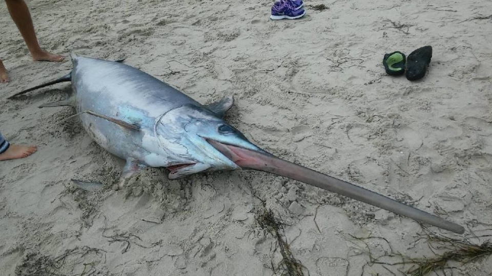 Turyści znaleźli martwego dwumetrowego miecznika na plaży w Dźwirzynie - rybę wyrzuciły fale morskie. Fot. Michał Niedziela