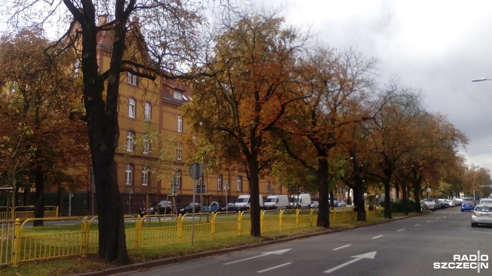 Kasztanowce wzdłuż ulicy Narutowicza w Szczecinie obumierają. Główną przyczyną jest szrotówek - szkodnik wyglądem przypominający motyla. Fot. Piotr Biryło [Radio Szczecin]
