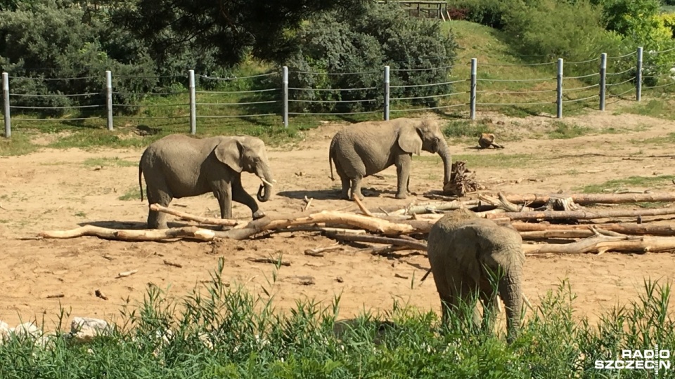 Ogórd zoologiczny w Poznaniu. Fot. Michał Król [Radio Szczecin]