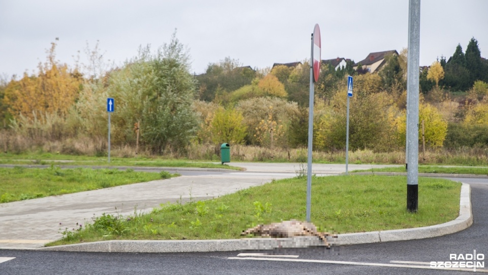 Przejeżdżający samochód uderzył w jelenia. Fot. Olaf Nowicki [Radio Szczecin]