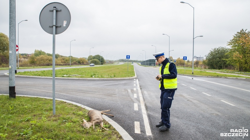 Przejeżdżający samochód uderzył w jelenia. Fot. Olaf Nowicki [Radio Szczecin]